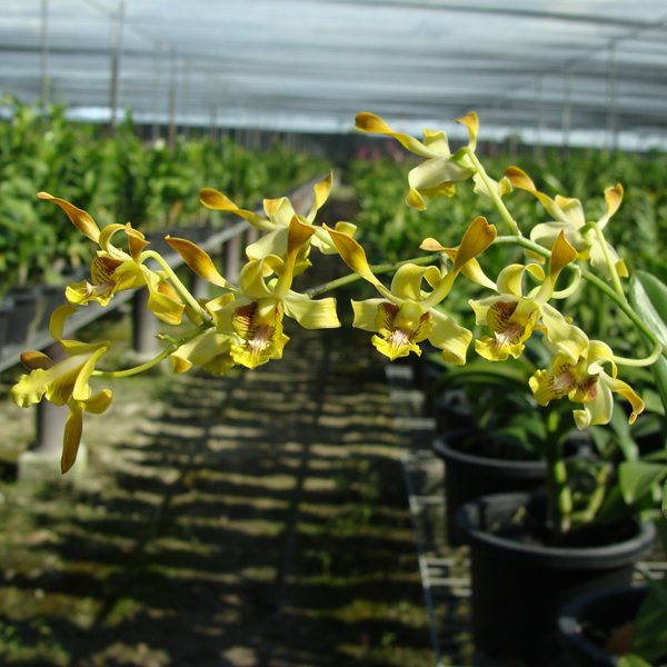 Dendrobium Fairy Dust × Gouldii orchid, flower number SD37