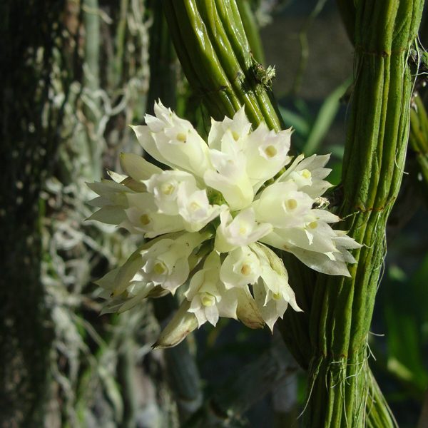 SD38 · Dendrobium species bracteosum