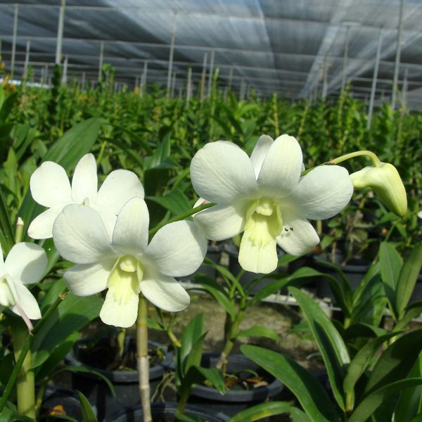 Dendrobium Adisak White orchid, flower number SD39
