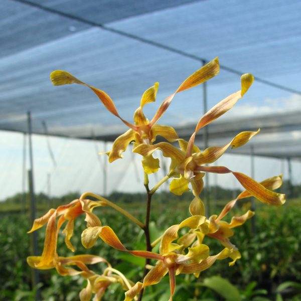 Dendrobium Golden Rod × Den Indonesia Emas orchid, flower number SD40