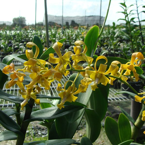 Dendrobium (Anchange Lubak × Umake) × Den (Rich Valley × helix) × sutiknoi orchid, flower number SD41
