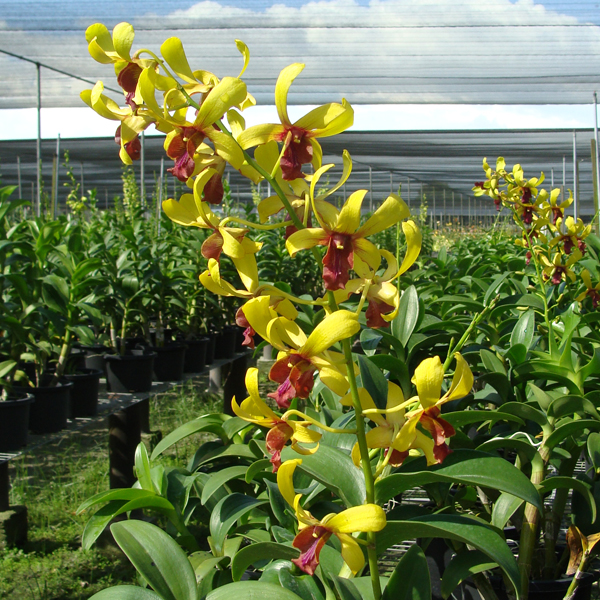 Dendrobium Goldenrod × Dendrobium Kihei Sunshine orchid, flower number SD42