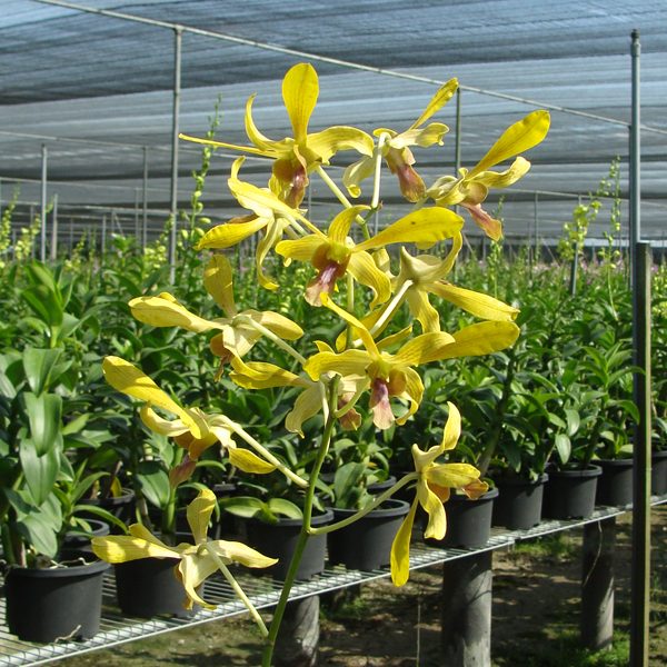 SD43 · Dendrobium