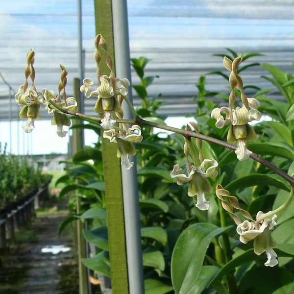 Dendrobium racieanum × strebloceras × bicaudatum orchid, flower number SD44