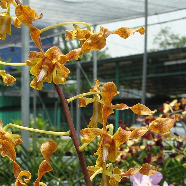 Dendrobium Ai Miyazato orchid, flower number SD45