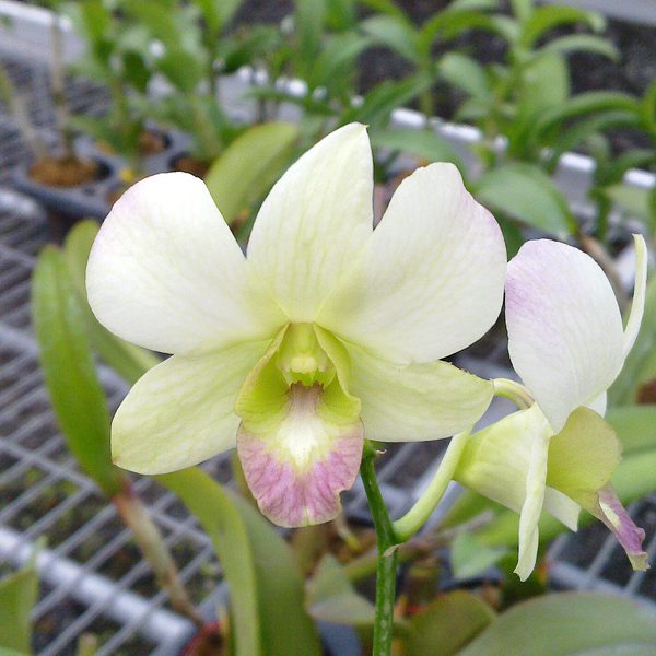 Dendrobium Ai Miyazato orchid, flower number SD49