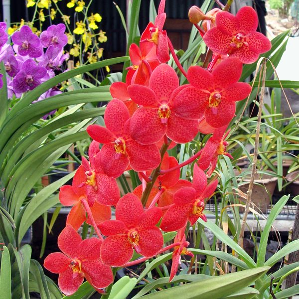 SK01 · Kagawara Christie Low ‘Redland’ HCC/AOS