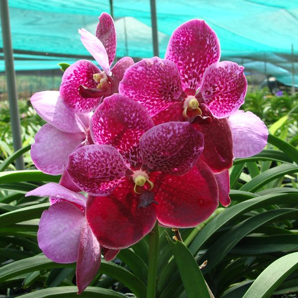 Vanda Pat Delight 'Pink Tango' AM/AOS orchid, flower number SL10
