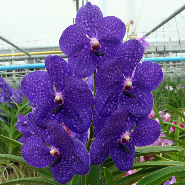 Vanda Pachara Delight FCC/JOGA orchid, flower number SL28