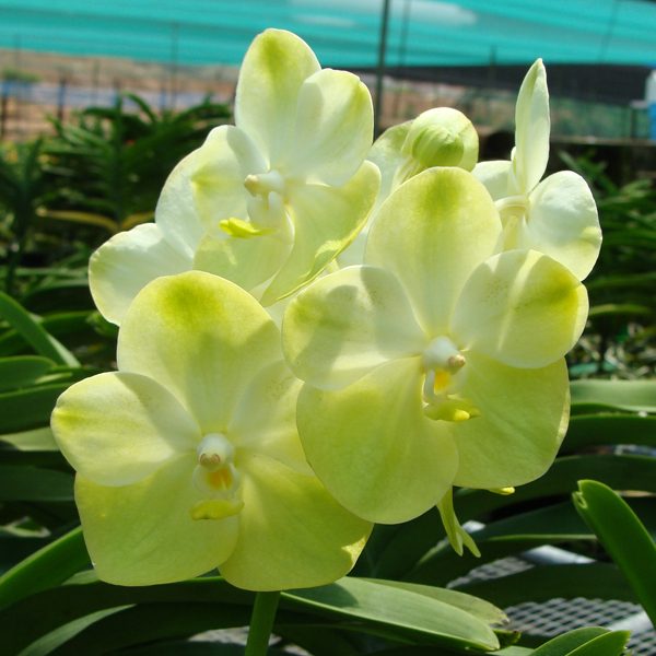 Vanda Jukkich Gold orchid, flower number SL4