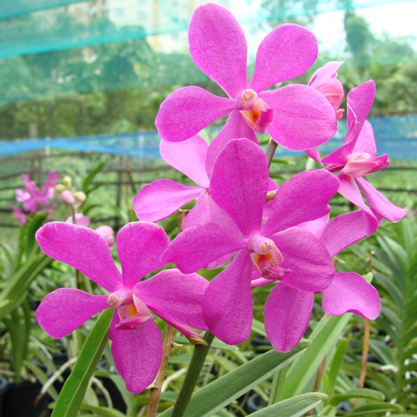 Vanda Mokara Calipso orchid, flower number SM01