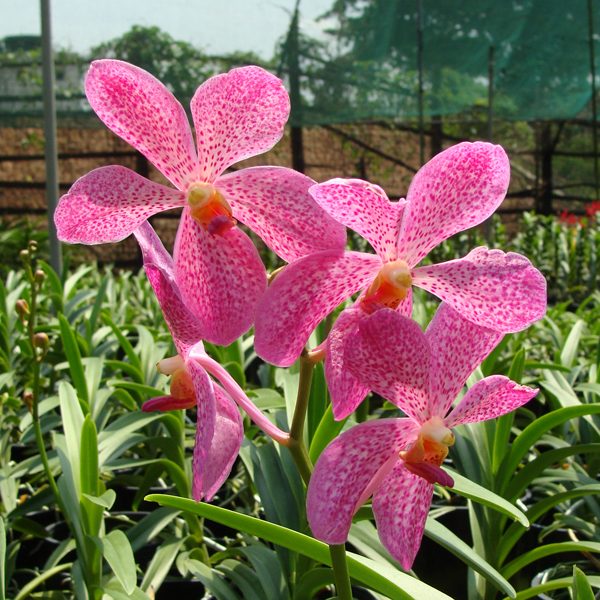 SM02 · Mokara Chark Kuan ‘Super Pink’