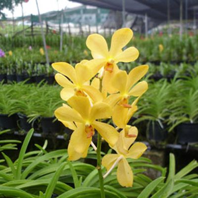 SM03 · Mokara Chiti Gold