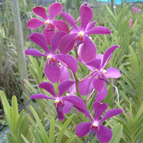 Mokara Chao Praya Boy 'Blue' orchid, flower number SM04