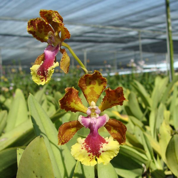 SO86 · Oncidium Josephine Singapore