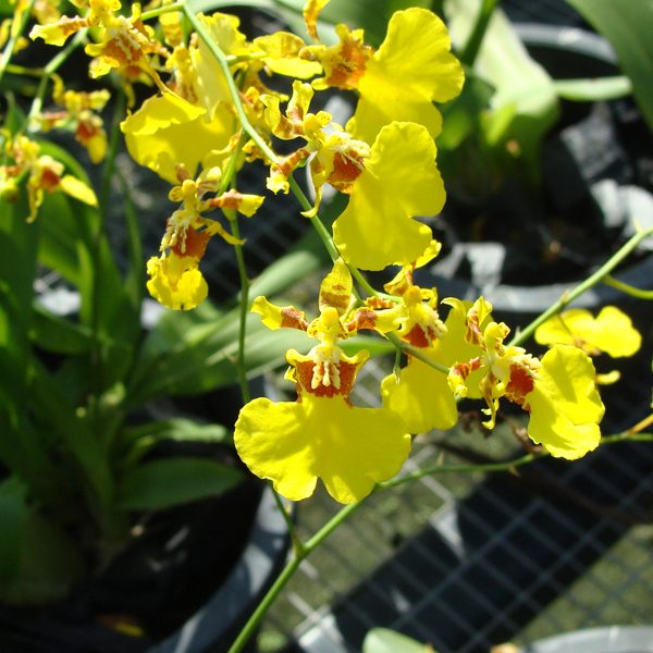 SO87 · Oncidium Golden Wish