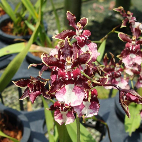 SO89 · Oncidium Sharry Baby ‘Sweet Fragrance’