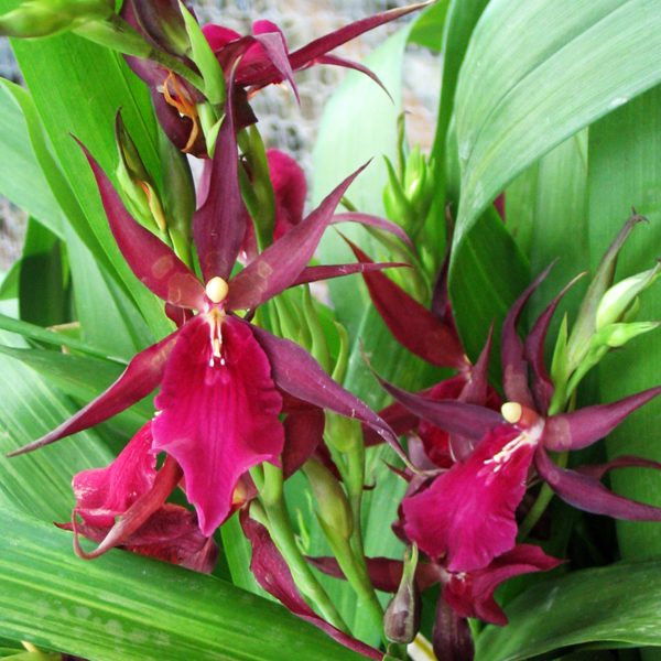 SO90 · Miltassia Royal Robe ‘Jerry’s Pick’ AM/AOS