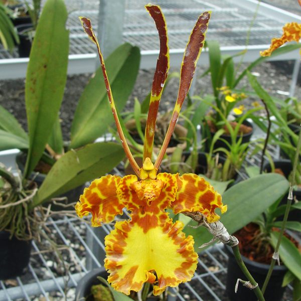 SO91 · Psychopsis Mariposa