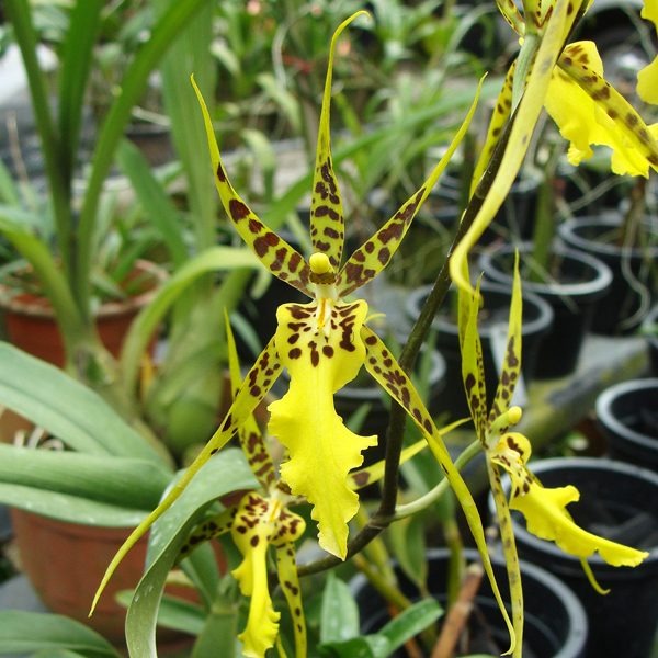 Brassidium Shooting Star 'Black Gold' HCC/AOS orchid, flower number SO92