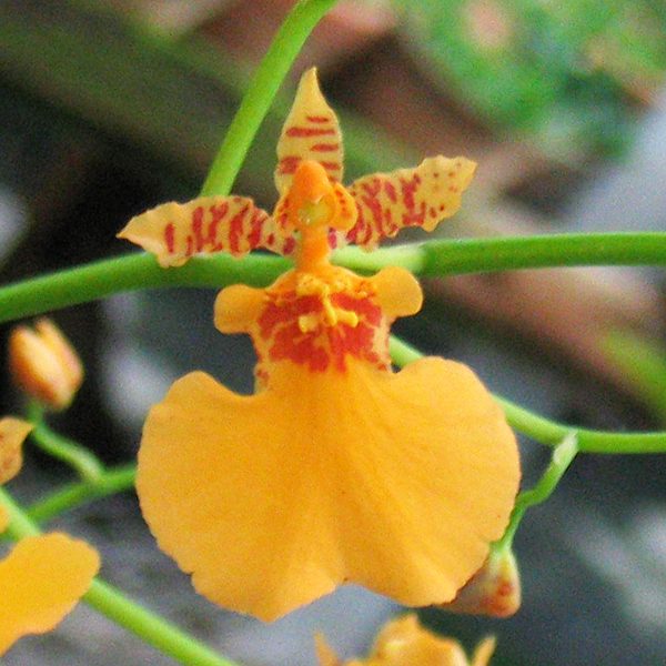Oncidium Gower Ramsey 'Orange' orchid, flower number SO93