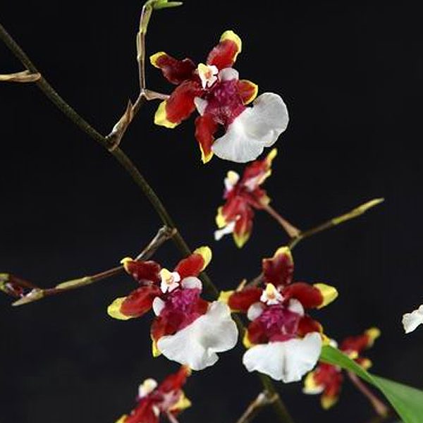 SO94 · Oncidium Cocoa ‘Cesar’