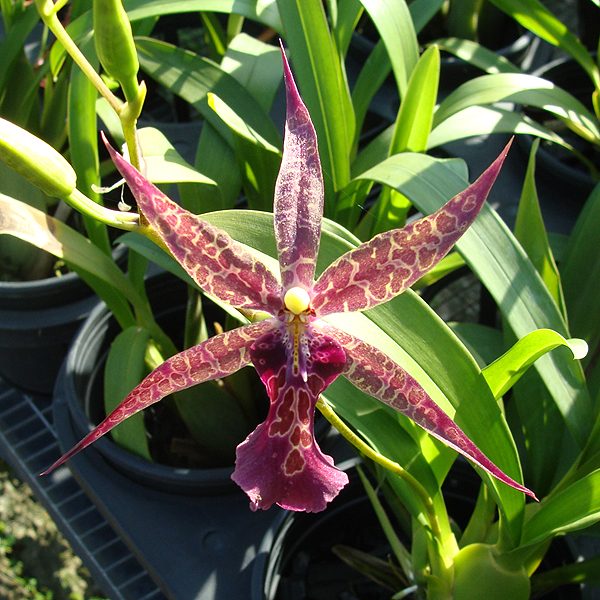 Miltassia Sadie Loo × Miltonia Christmas Eve orchid, flower number SO95