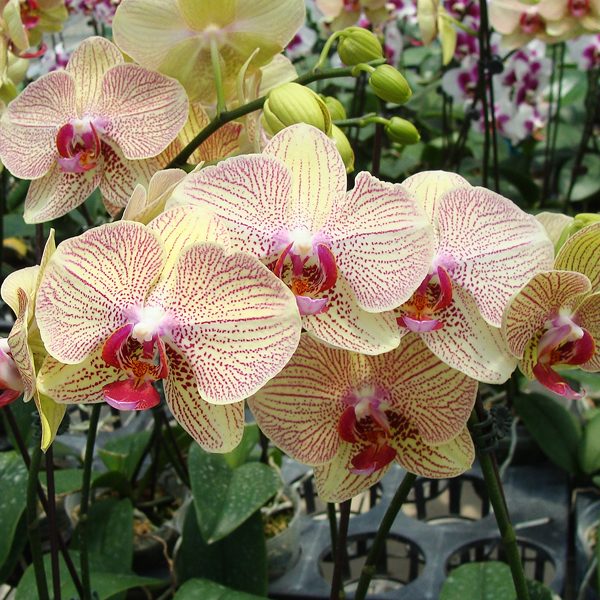SP115 · Doritaenopsis I-Hsin Spot Leopard