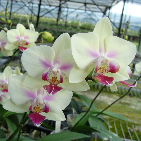SP128 · Doritaenopsis Jiaho Kitty Face ‘Rainbow’