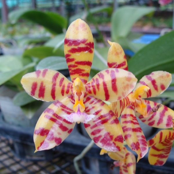 SP300 · Phalaenopsis El Tigre ‘Ipoh Magic’