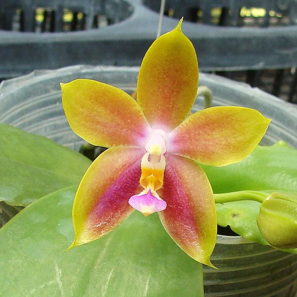 Phalaenopsis Penang Girl orchid, flower number SP301