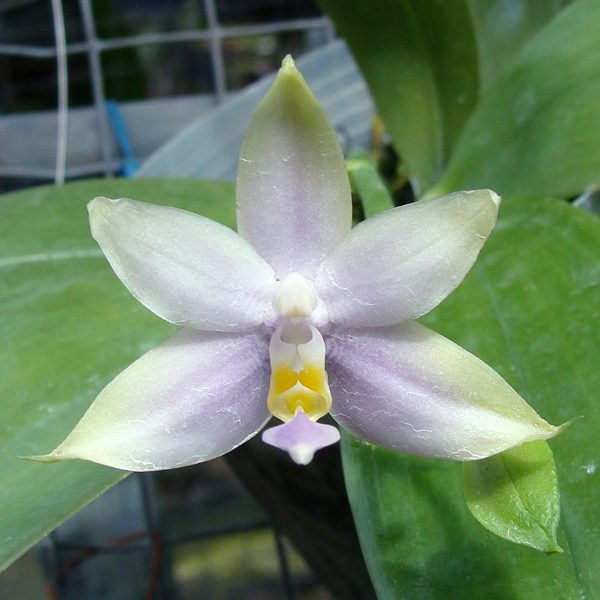 SP302 · Phalaenopsis Voilacea ‘Coerulea’