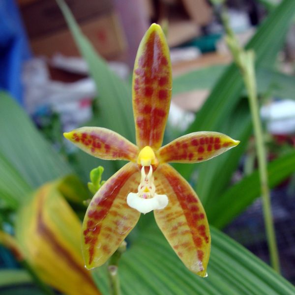 Phalaenopsis Cornu-Cervi orchid, flower number SP303