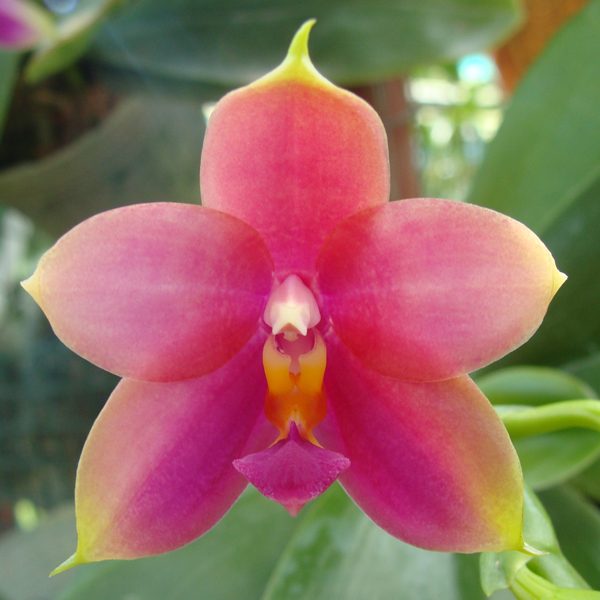 Phalaenopsis Princess Kaiulani orchid, flower number SP304