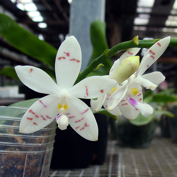 Phalaenopsis Tetrapis orchid, flower number SP305