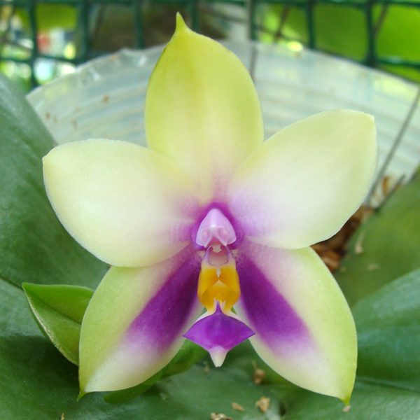 Phalaenopsis bellina var. Blue orchid, flower number SP306