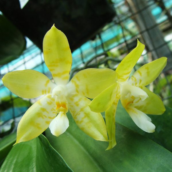 Phalaenopsis Bellina 'Alba' × Amboinensis Flava orchid, flower number SP307