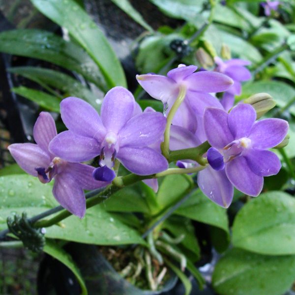 SP308 · Doritaenopsis Purple Martin ‘KS’