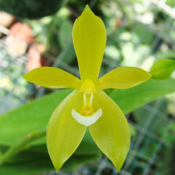 Phalaenopsis Cornu-Cervi var Alba orchid, flower number SP309