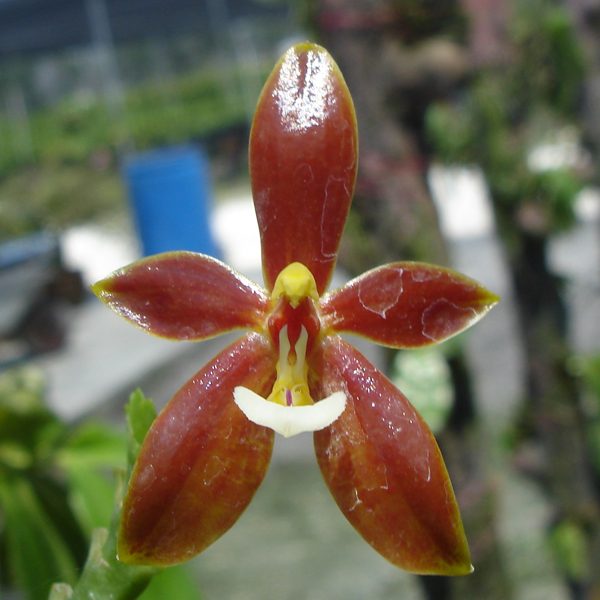 SP310 · Phalaenopsis Cornu-Cervi var Red