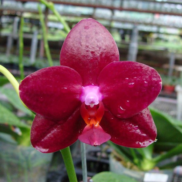 SP311 · Phalaenopsis Sogo Rose ‘Lee’