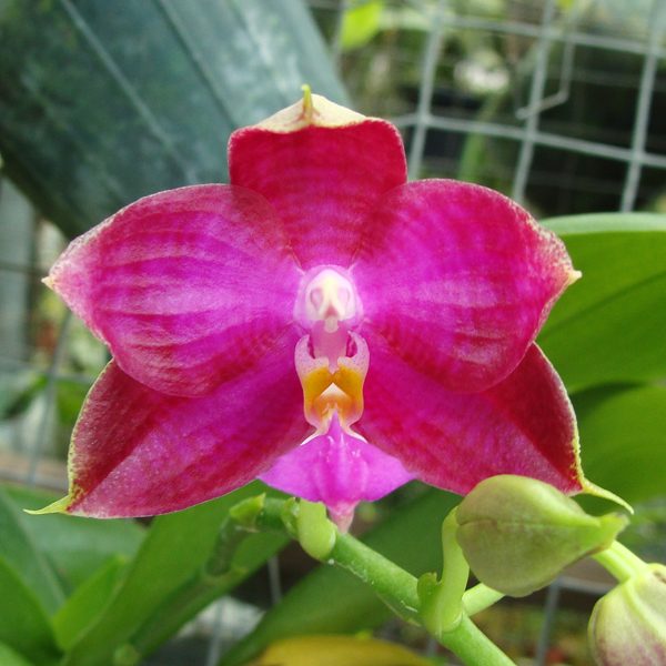 SP312 · Phalaenopsis Coral Isle × Phalaenopsis Gelblieber × Phalaenopsis violacea