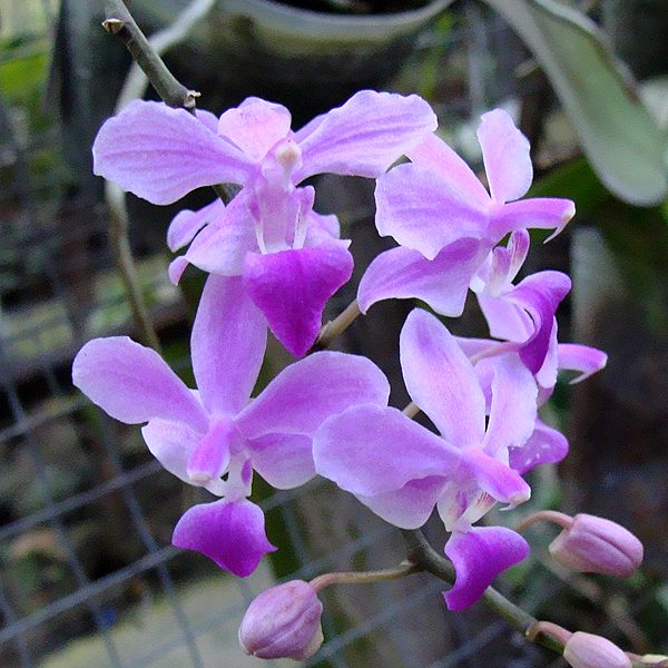 SP313 · Doritaenopsis Purple Gem
