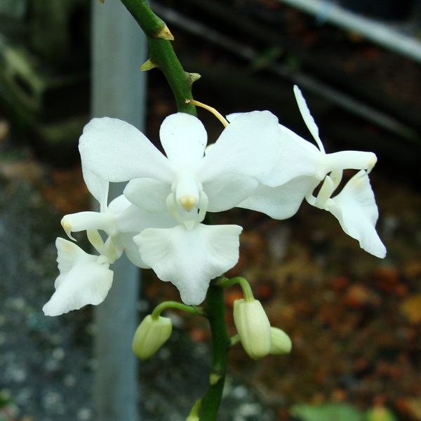 SP314 · Phalaenopsis Purple Gem ‘Alba’