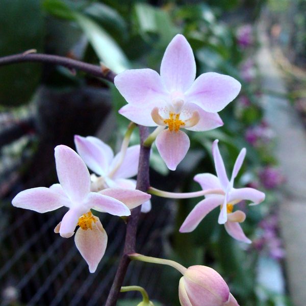 SP315 · Phalaenopsis Equestris ‘Orange’