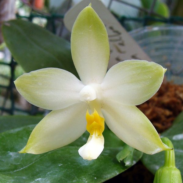 Phalaenopsis Ho's Green Waves × violacea 'alba' orchid, flower number SP316