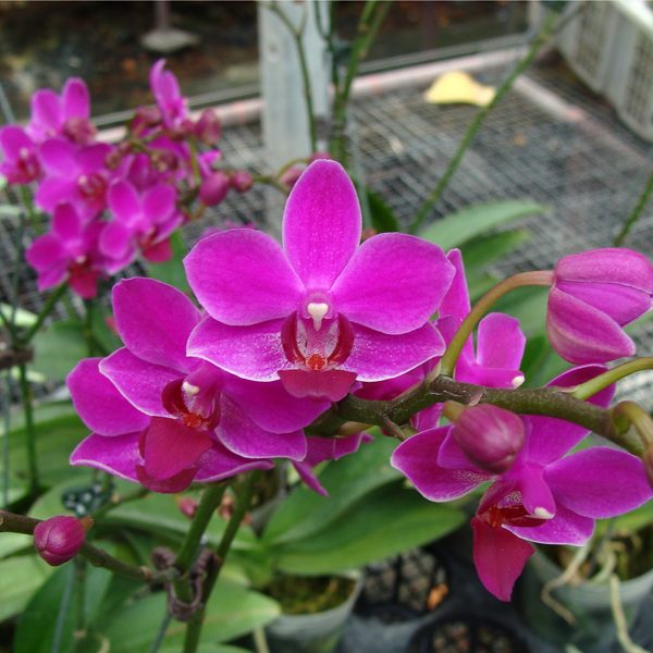 SP317 · Doritaenopsis Jiaho Cherry × Phalaenopsis Zuma’s Pixie