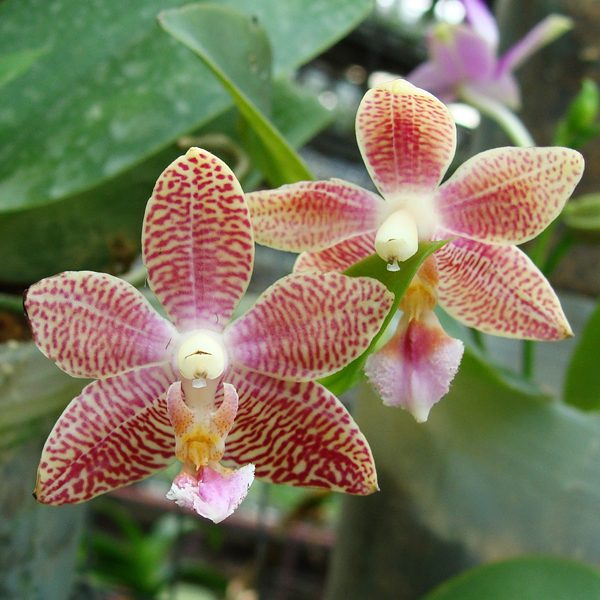 Phalaenopsis Carribean Sunset × Budi Linuhung orchid, flower number SP318