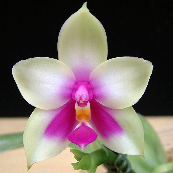 SP320 · Phalaenopsis bellina var. Pink