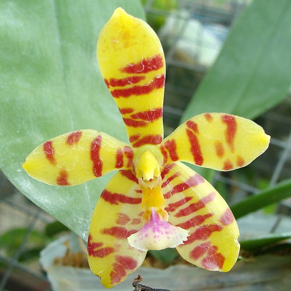 Phalaenopsis Ipoh Super Star orchid, flower number SP321